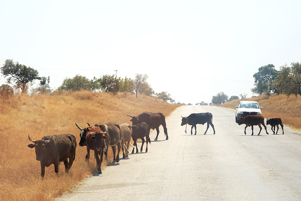 Roadtripping From Our Southern Shores to The Mighty Zambezi - Image 21