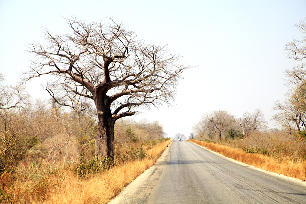 Roadtripping From Our Southern Shores to The Mighty Zambezi - Image 35