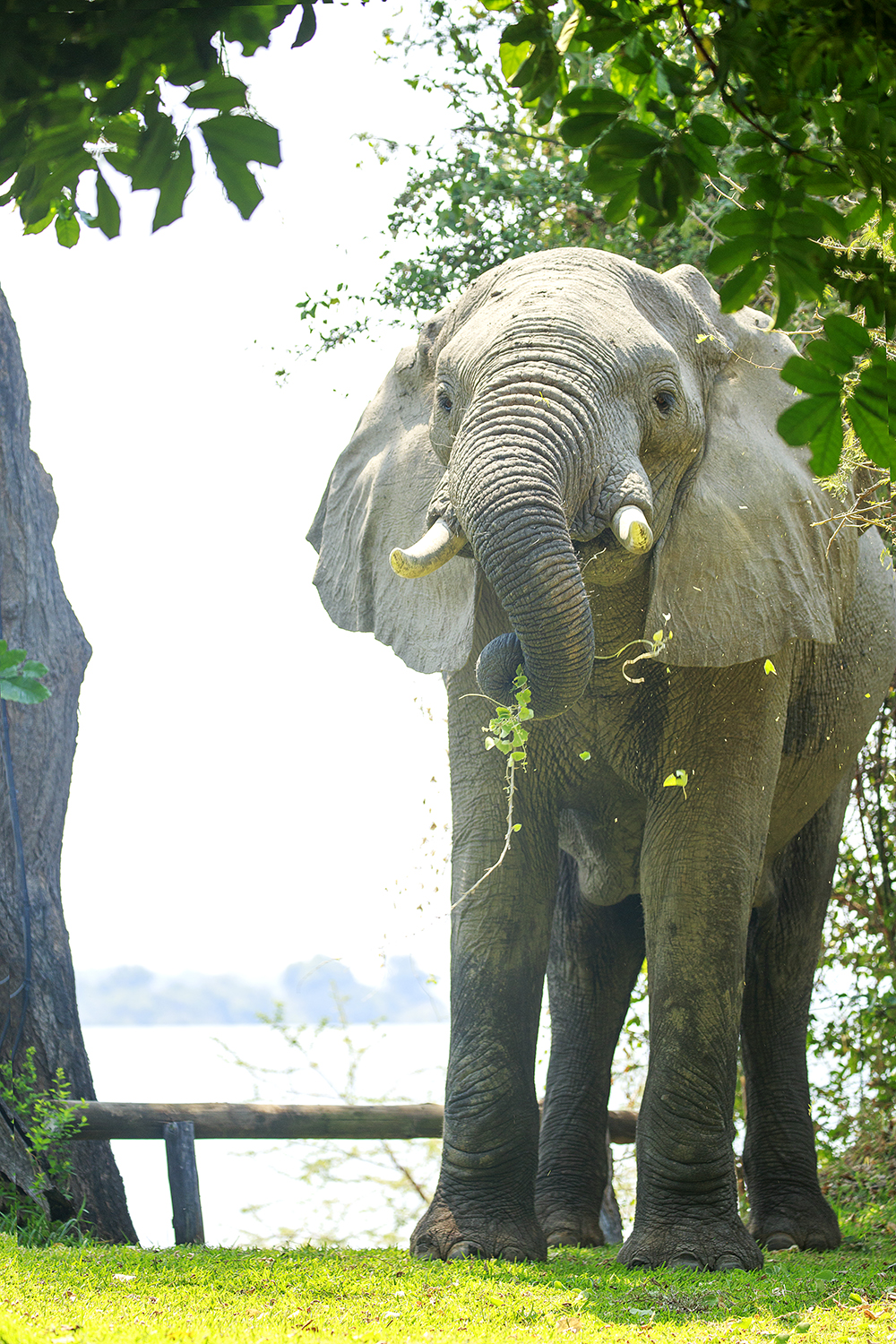 Roadtripping From Our Southern Shores to The Mighty Zambezi - Image 37