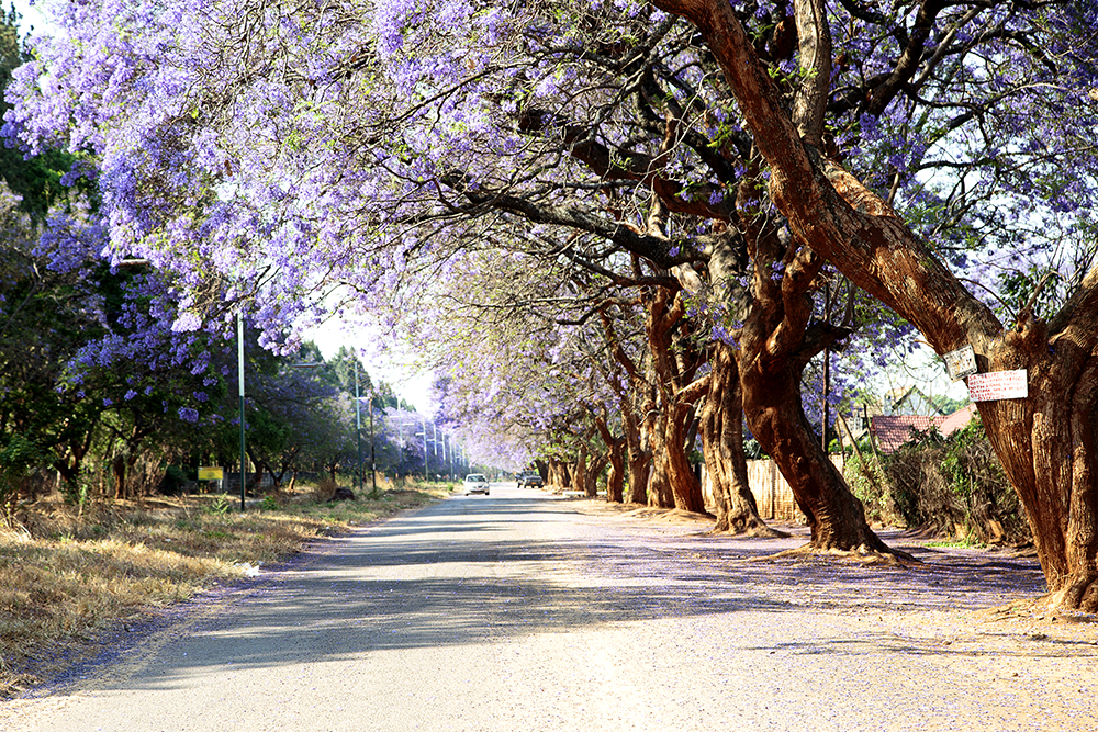 Roadtripping From Our Southern Shores to The Mighty Zambezi - Image 6