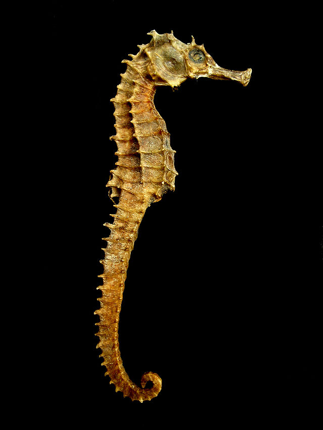 Sea Horses and Mermaids - Image 12