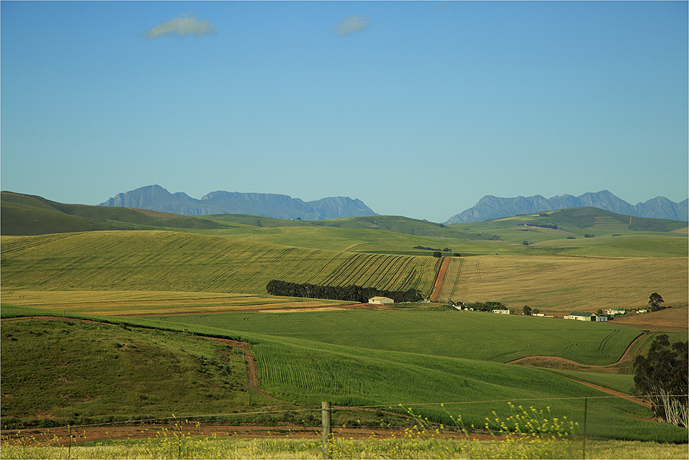landscape wheat fields