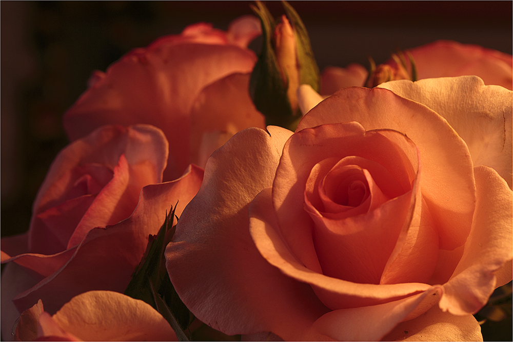 pink roses