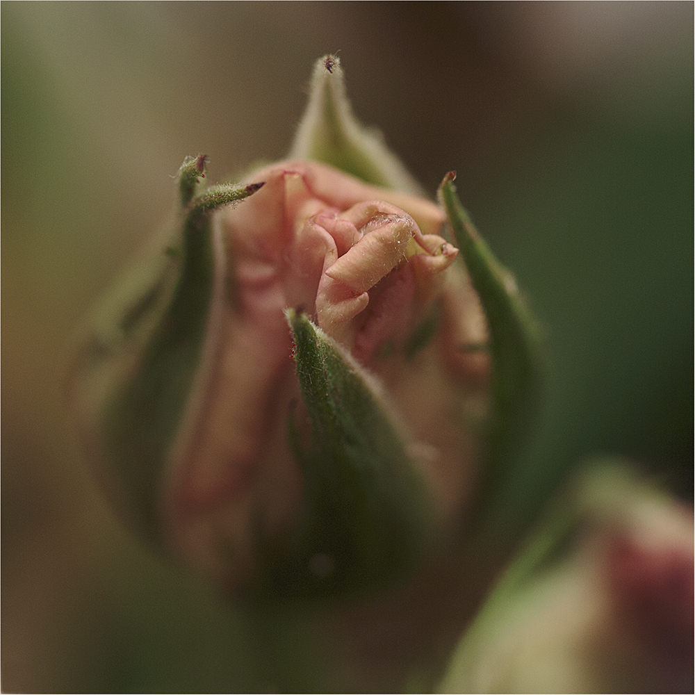 rosebud