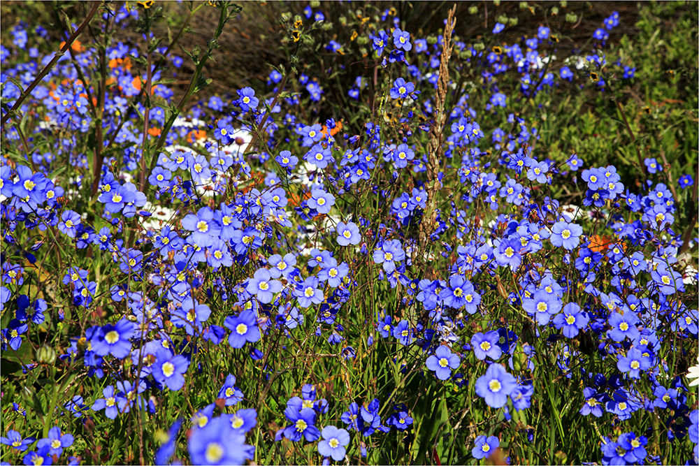 Singing Ching-Ching It's Spring - Image 11