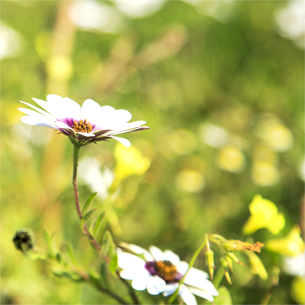 Singing Ching-Ching It's Spring - Image 2