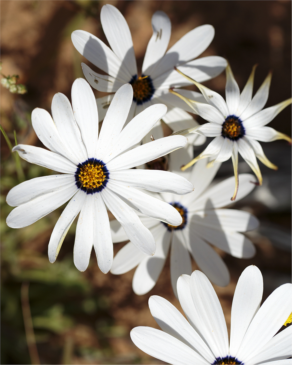 Singing Ching-Ching It's Spring - Image 26