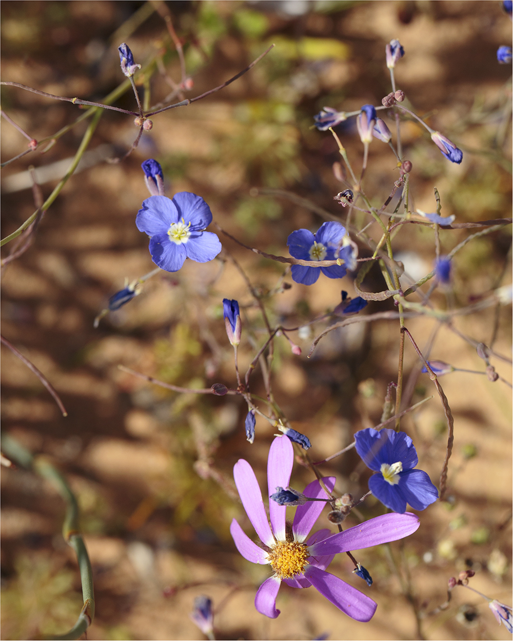Singing Ching-Ching It's Spring - Image 27