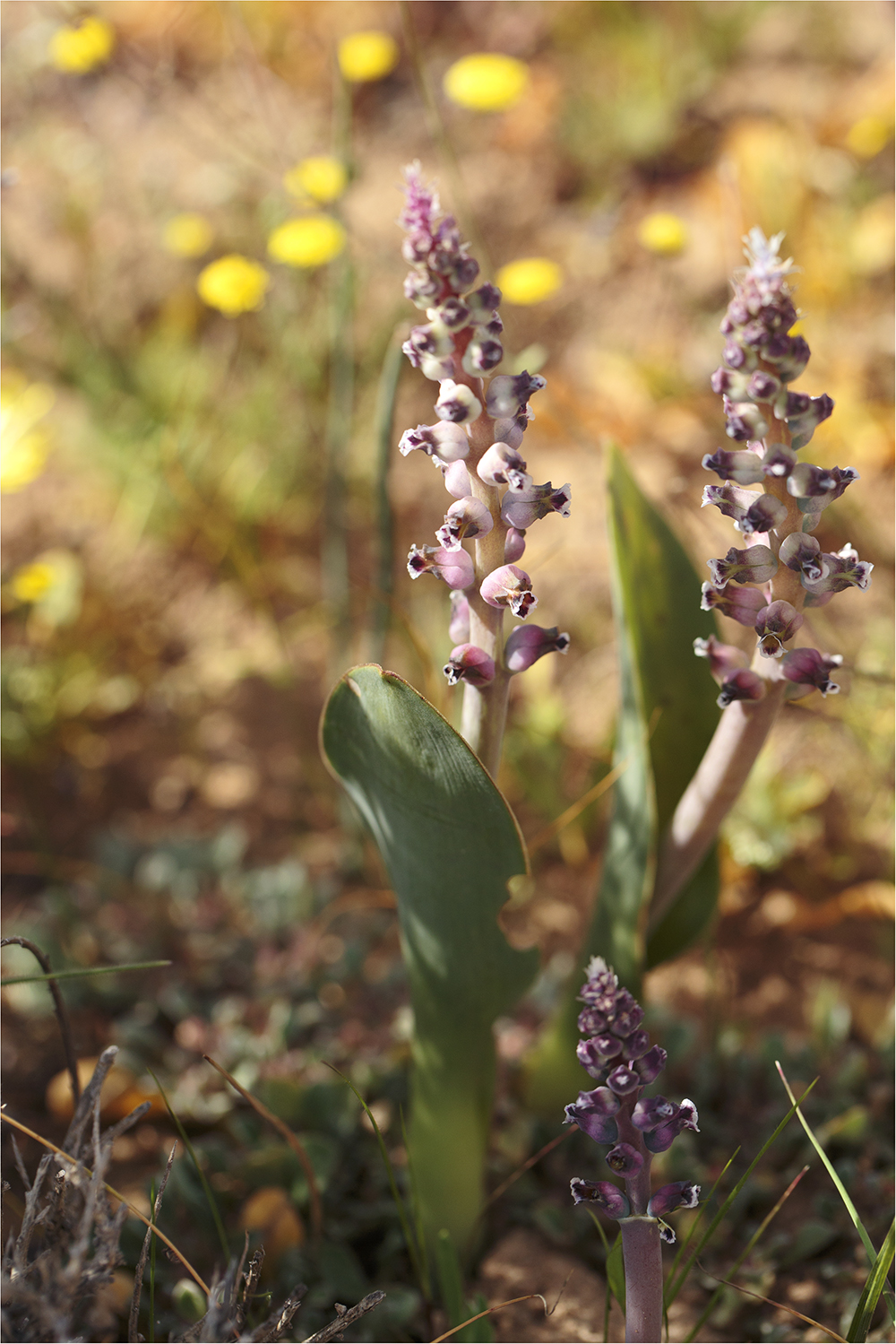 Singing Ching-Ching It's Spring - Image 31
