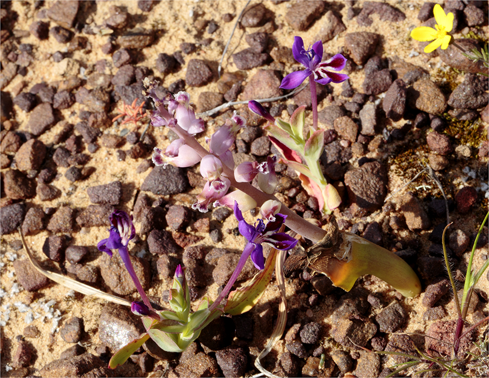 Singing Ching-Ching It's Spring - Image 37