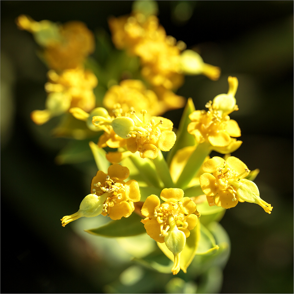 Singing Ching-Ching It's Spring - Image 42