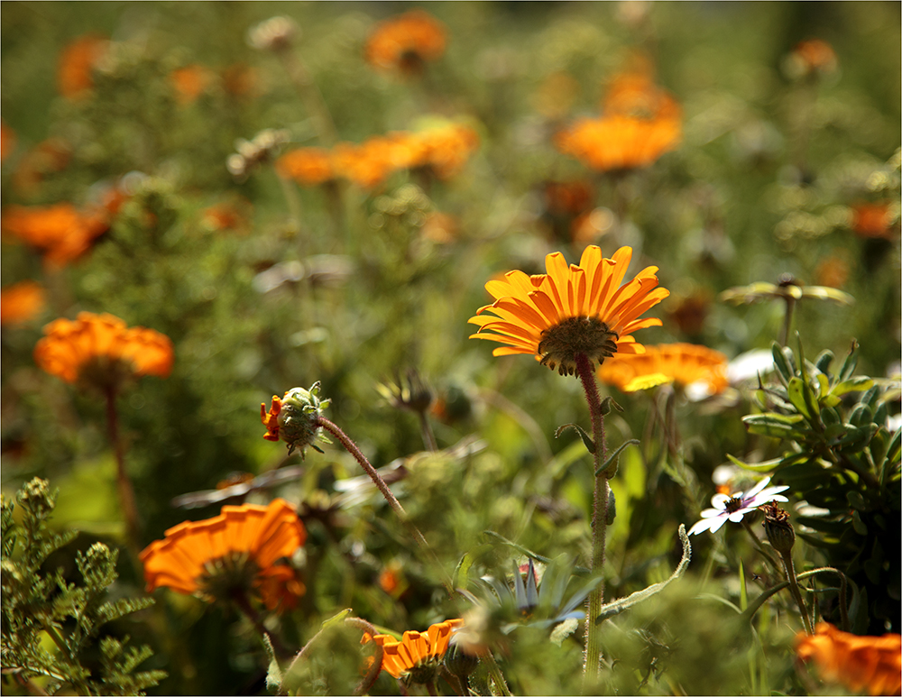Singing Ching-Ching It's Spring - Image 5
