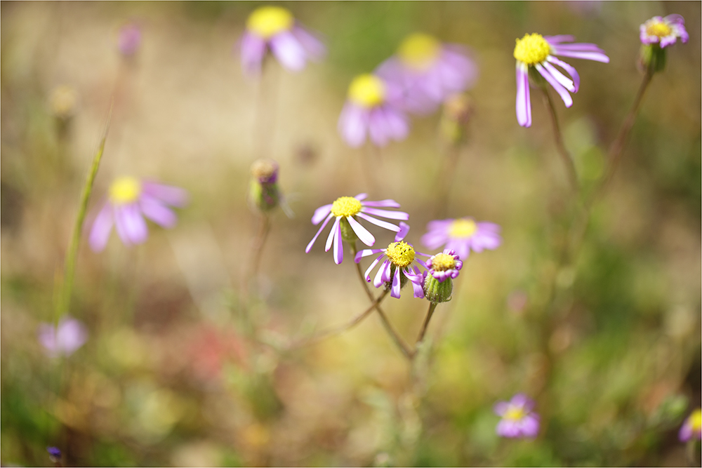 Singing Ching-Ching It's Spring - Image 51
