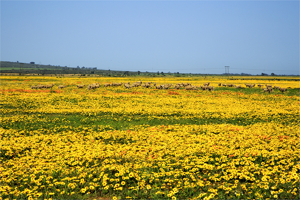 Singing Ching-Ching It's Spring - Image 7