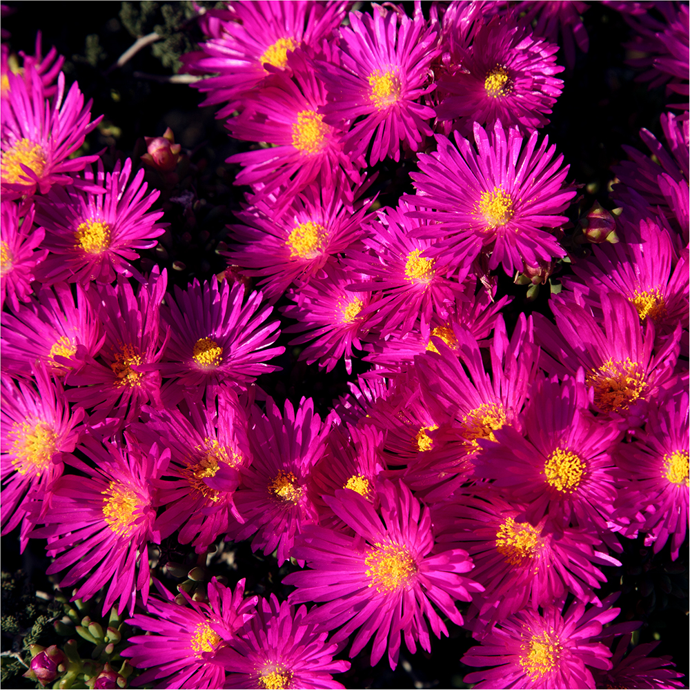 Singing Ching-Ching It's Spring - Image 9