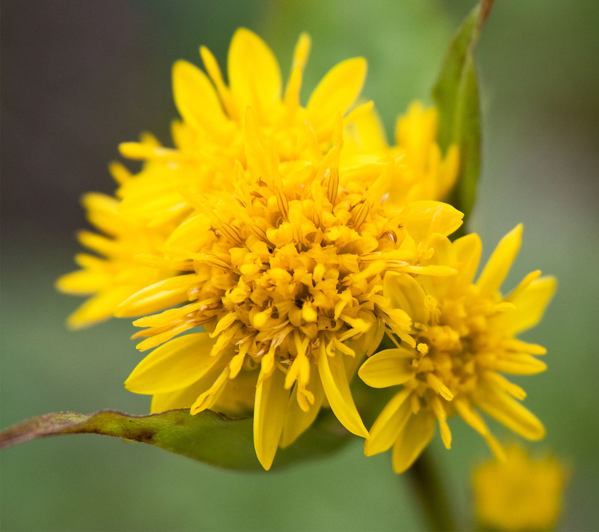 Solidago Santiago - Image 15