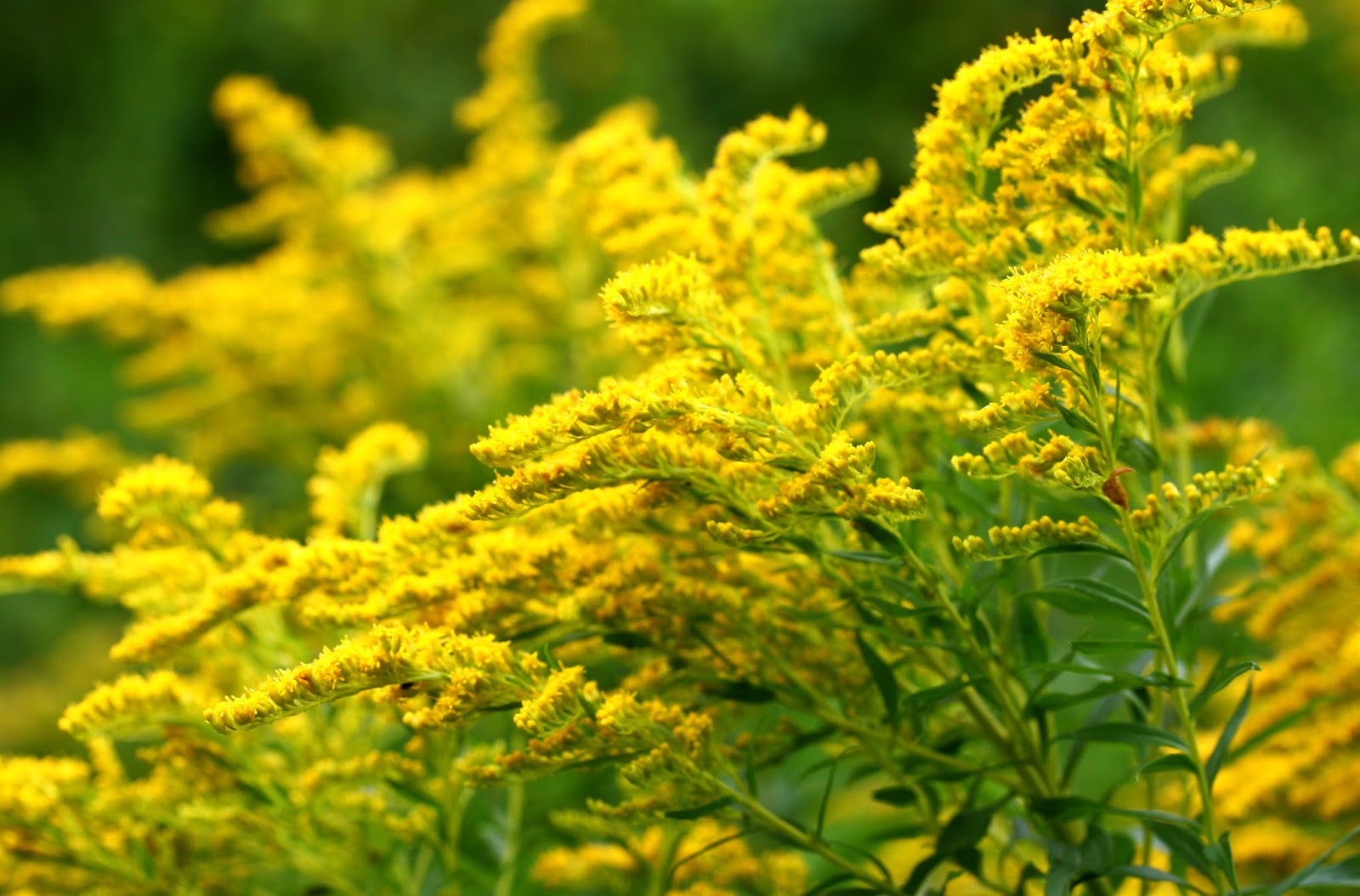 Solidago Santiago - Image 16