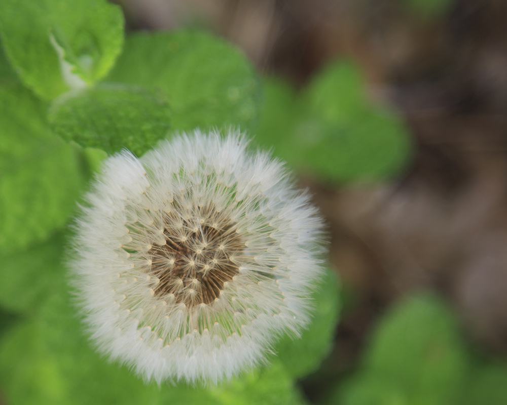 Solidago Santiago - Image 5