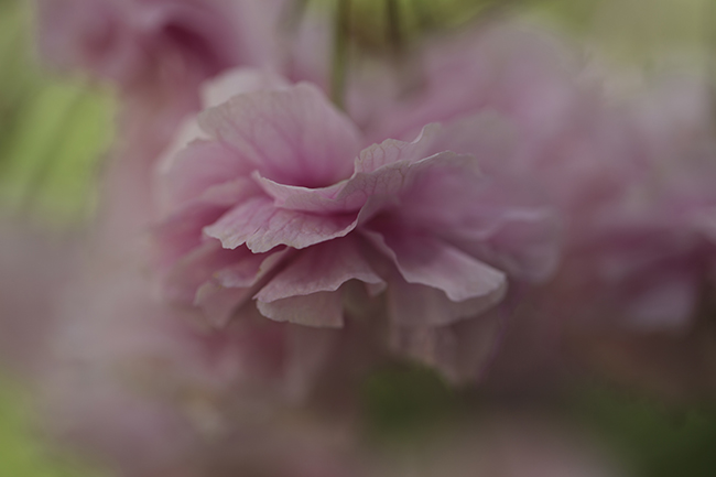 Surely Sundays Are Fun Days - Image 1