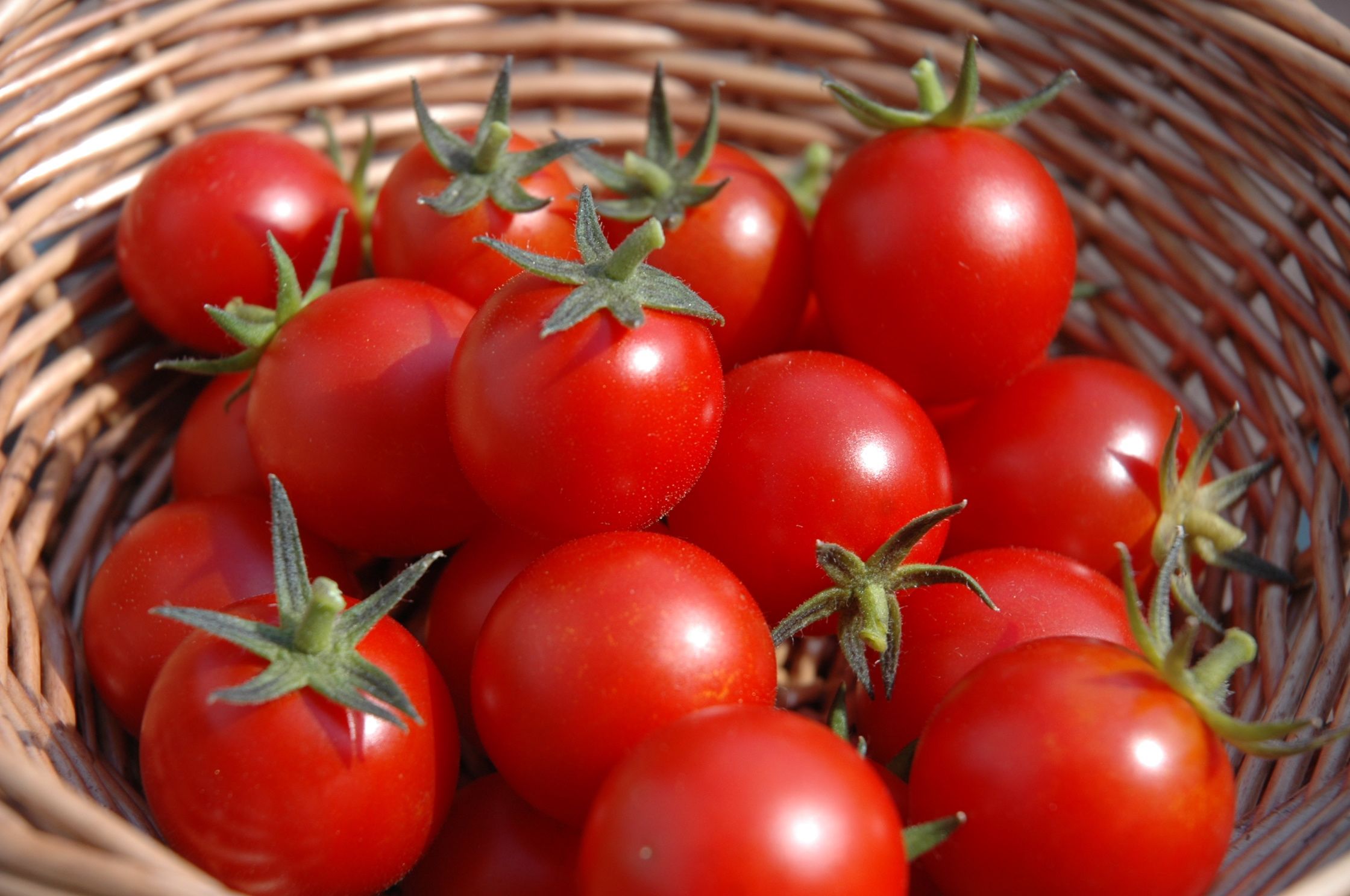 Tantalizing Tomato Teazer - Image 1