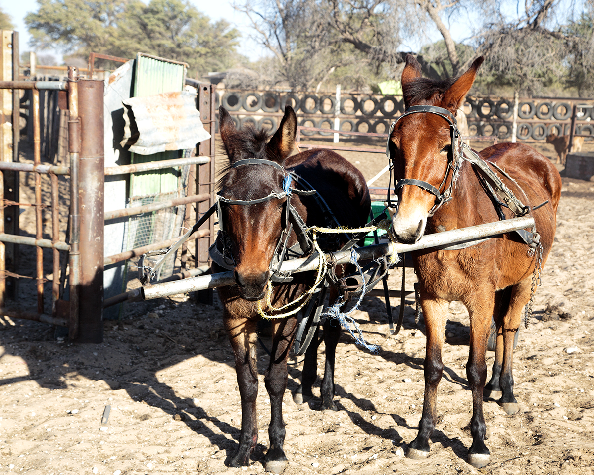 The Fab Four Conquer The Kalahari - En Route to Mabuasahube - Image 1