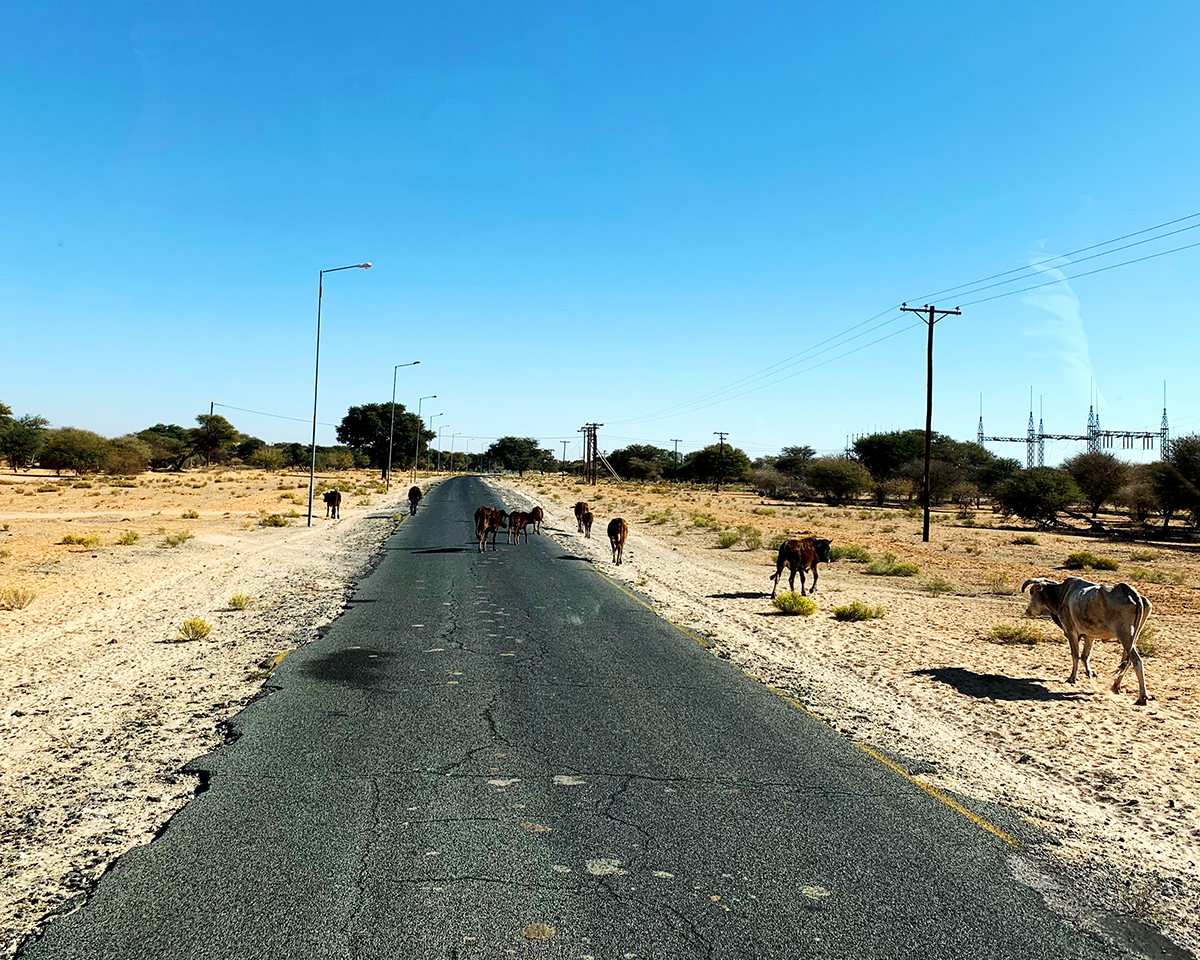 The Fab Four Conquer The Kalahari - En Route to Mabuasahube - Image 29