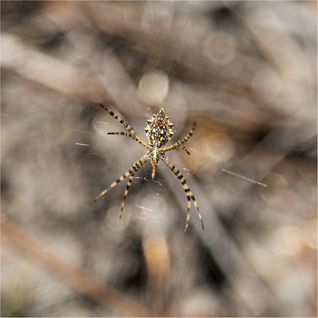 The Weakest Link Takes A Hike - Image 12