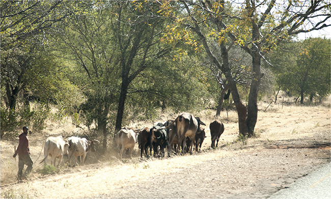 Time Travels Through Zimbabwe - Image 11