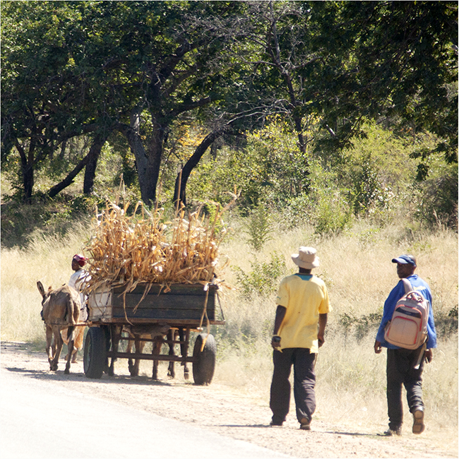 Time Travels Through Zimbabwe - Image 12