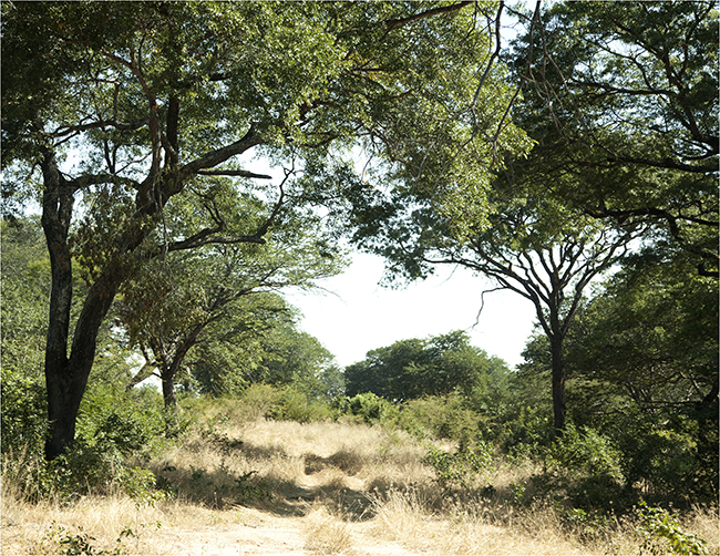 Time Travels Through Zimbabwe - Image 20
