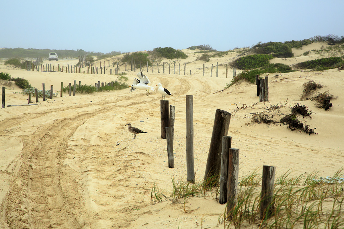 To Arniston With A Surfboard - Image 11
