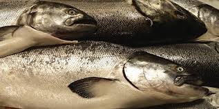 Tuesdays are for no ordinary fish - Image 3