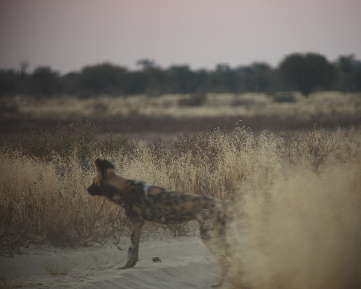 Who Let The Dogs Out? - Image 3
