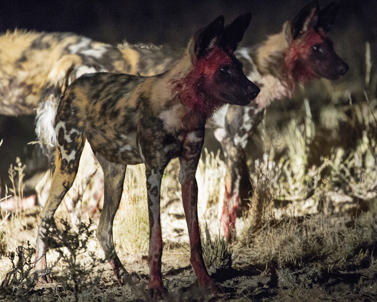 Who Let The Dogs Out? - Image 5