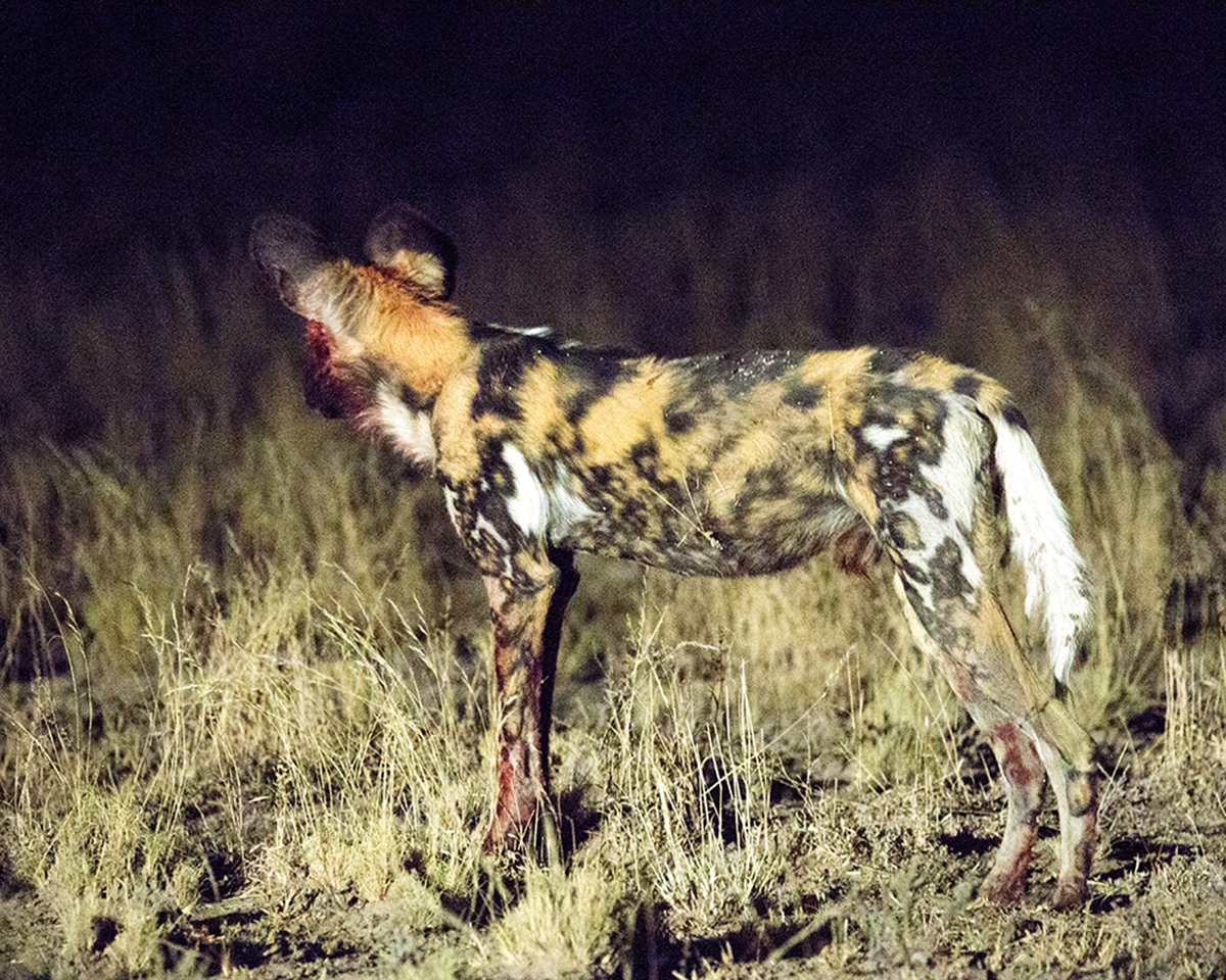 Who Let The Dogs Out? - Image 6