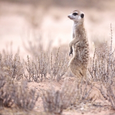 Picture A Meerkat In The Wild