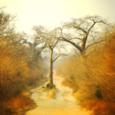 Mangwanani! Mana Pools