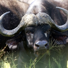 Kruger National Park And The Story Behind The Story