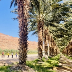 Medjool Dates In Klein Pella