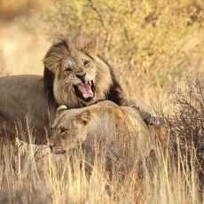 The Company We Keep – The Da Silva’s - Nossob – Kgalagadi