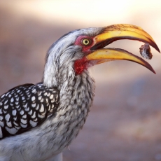 Mabuasahube - The Pecking Order