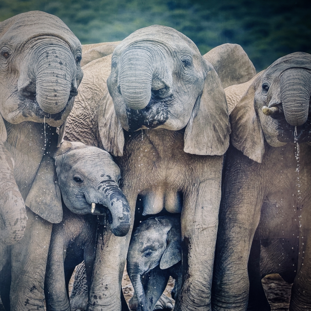 Addo Elephant National Park – Elephant Whispering – Summer Part 1