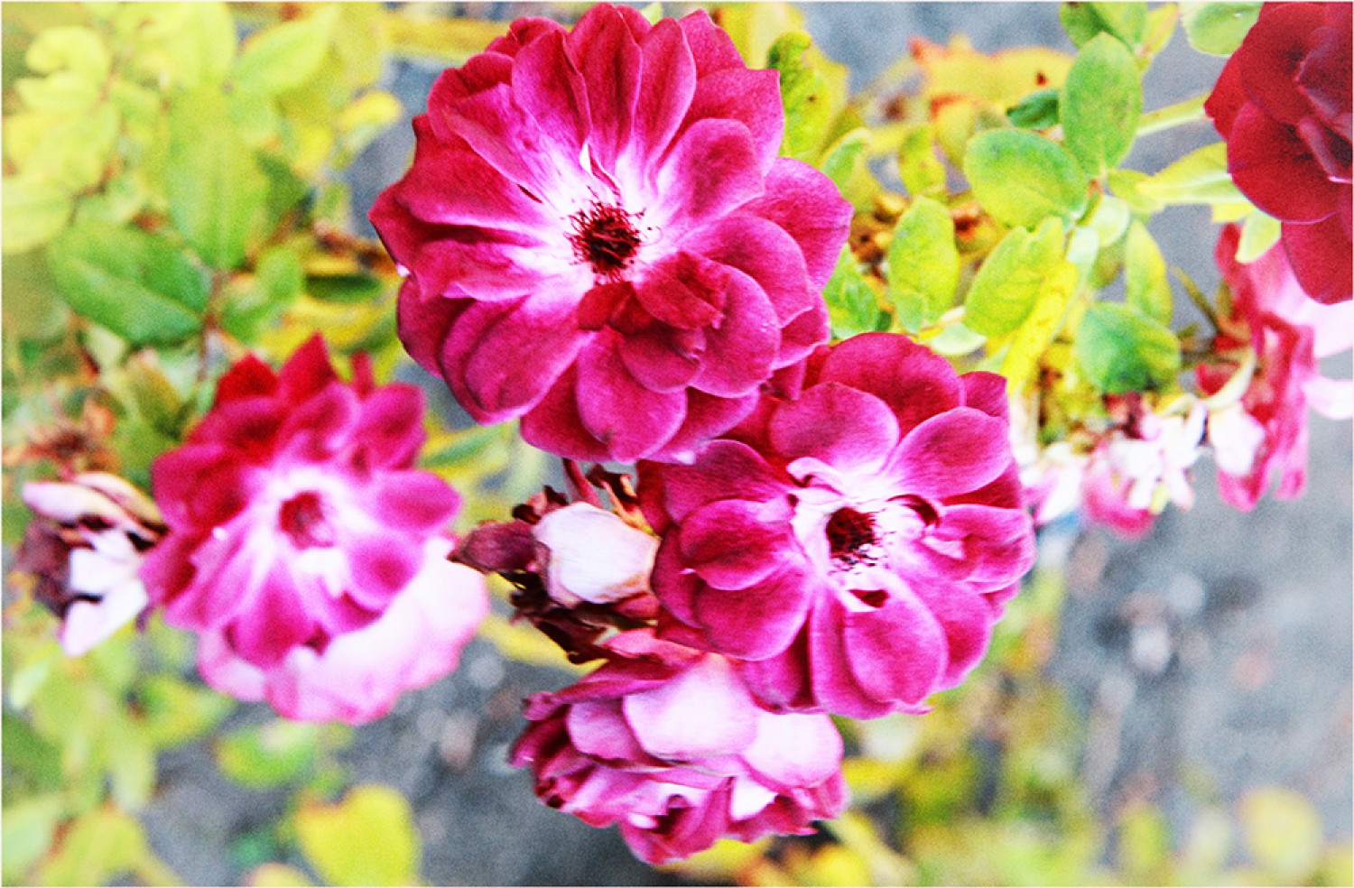 Autumn Afternoon On Lorraine