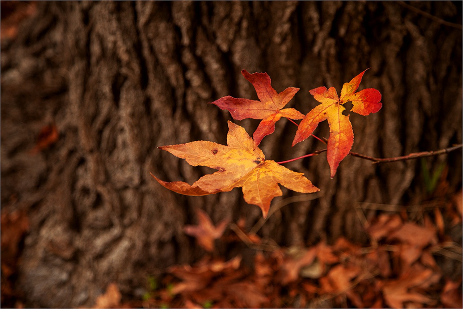 Autumn Days