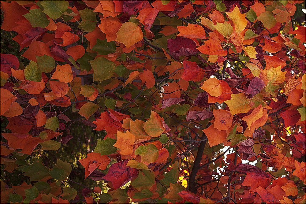 Autumn Happens In April