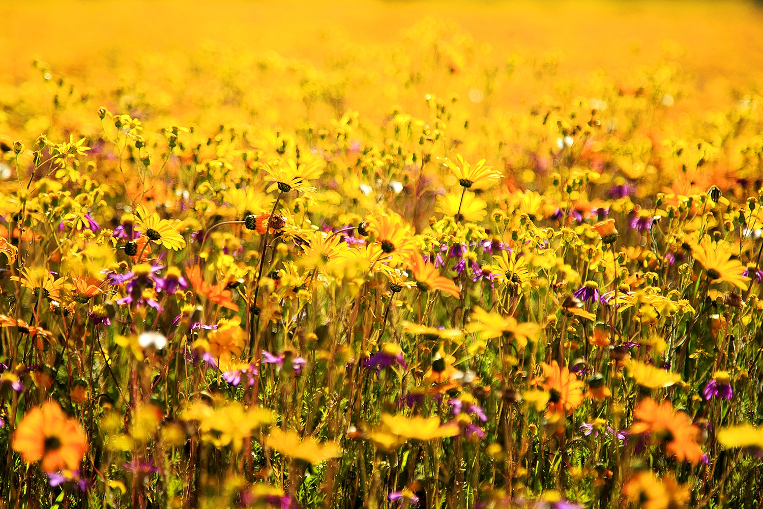 Being Gobsmacked By Beauty - Nieuwoudtville And Biedouw Valley