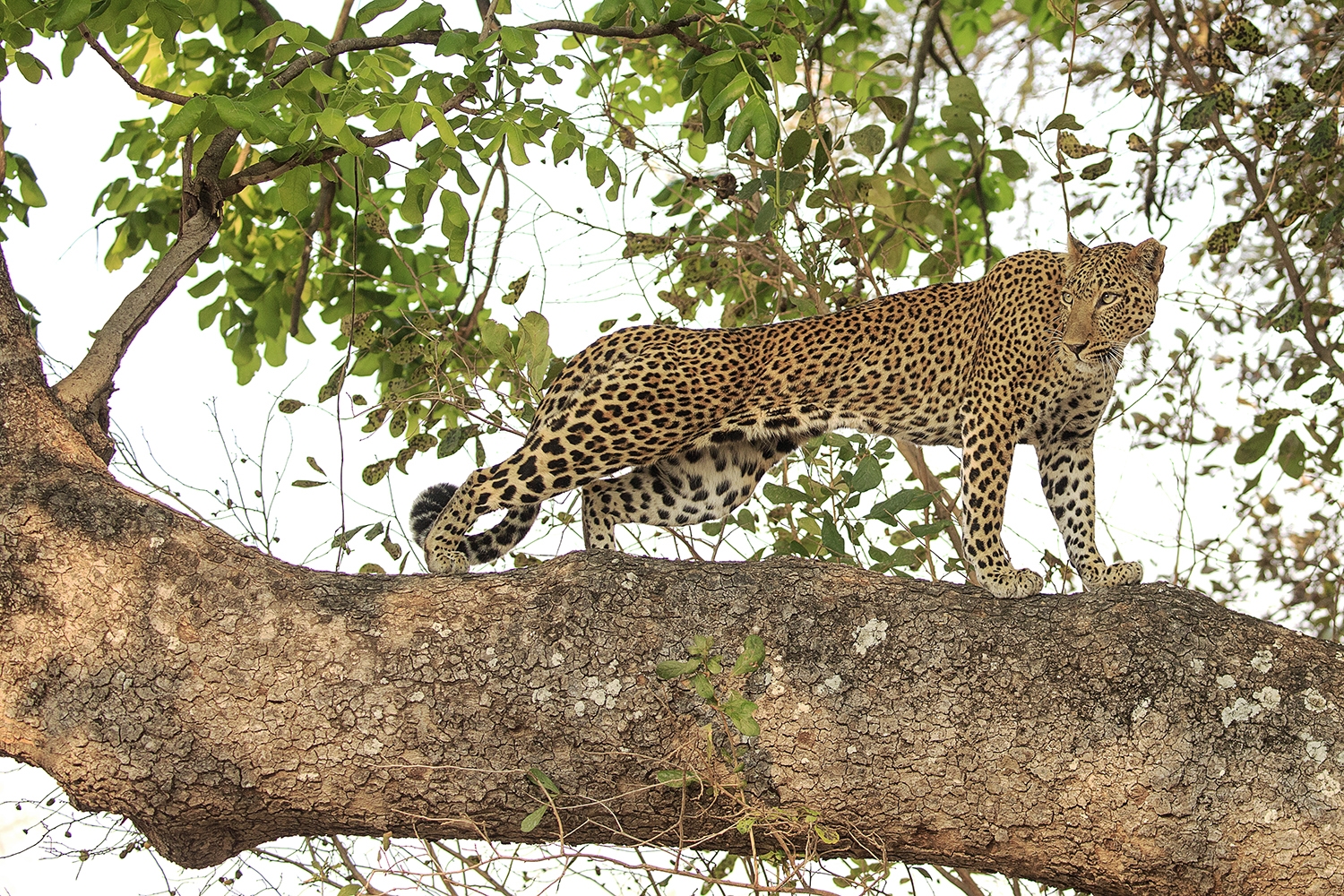 Caught On The Spot -Savouring South Luangwa National Park – Butch’s Zambia Part 4