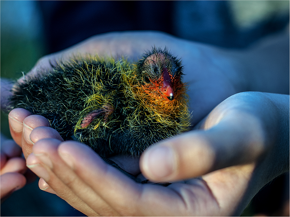 Challenging Creativity