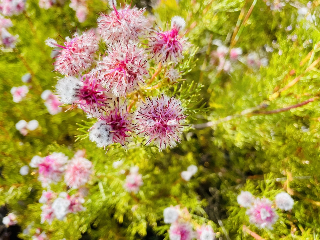 Clickety Clack Closer To Home