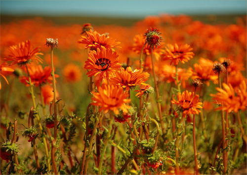 Flower Power in Namaqualand